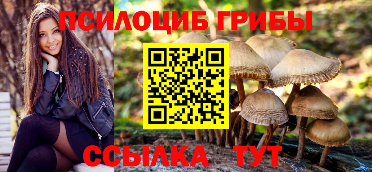 Будённовск  где купить наркоту  Вход с VPN  Псилоцибиновые грибы Psilocybe 